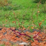 Rezidba i zaklon grožđa u jesen